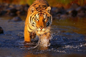 Бенгальські тигри в природі: найцікавіші факти Бенгальські тигри в природі: найцікавіші факти